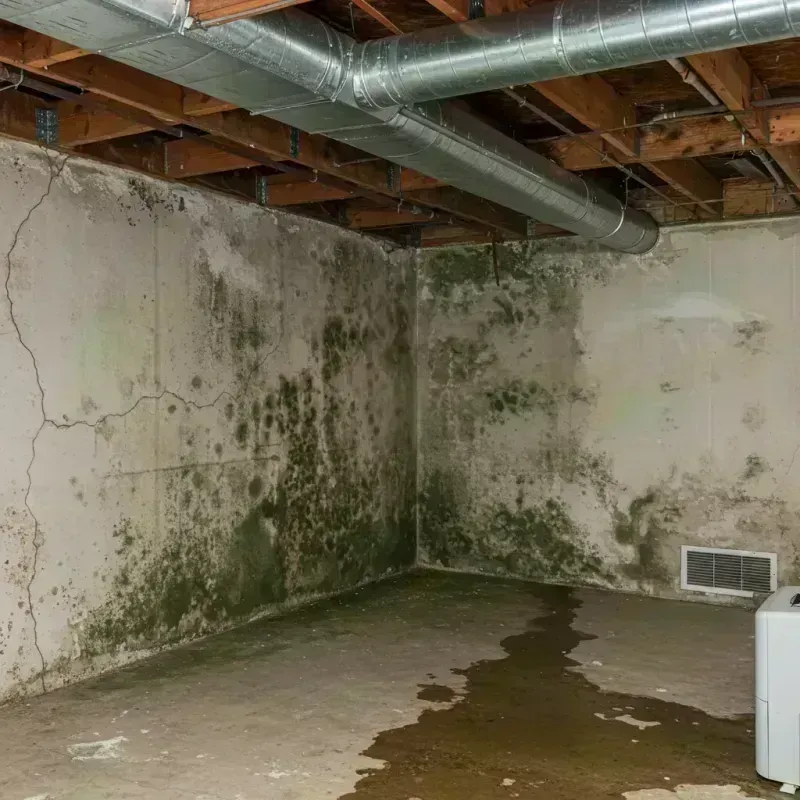 Professional Mold Removal in Despard, WV